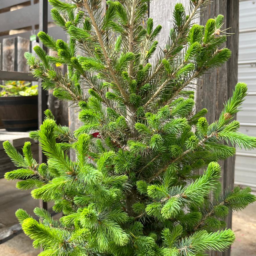 Picea glauca Montrose Charm