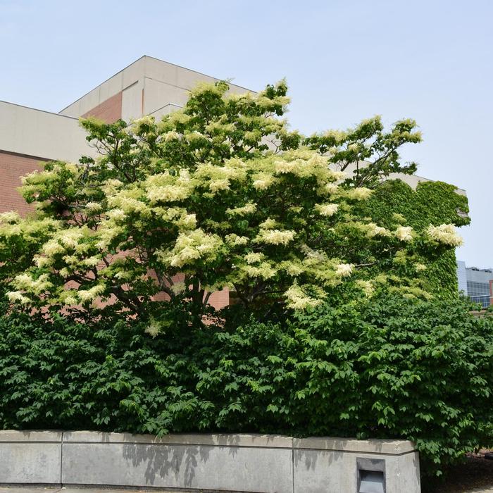 Syringa reticulata Ivory Silk