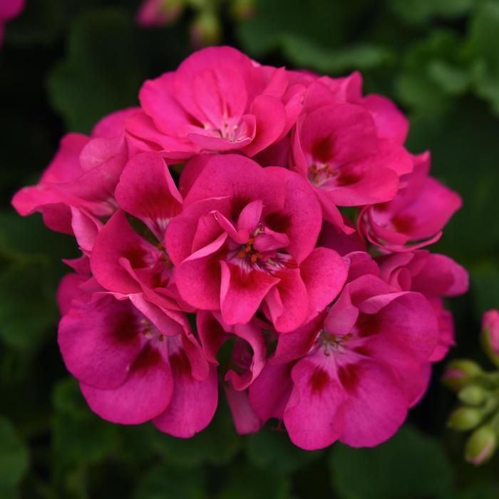 Geranium (Zonal) Sunrise™ Rose+Hot Eye