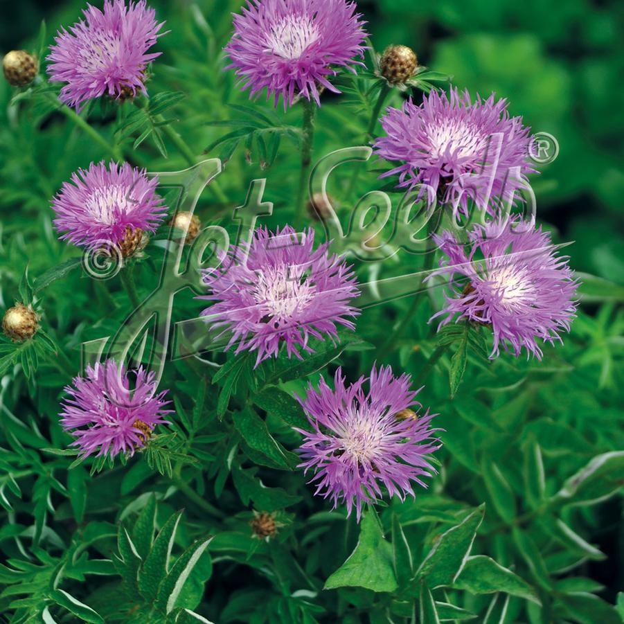 Centaurea dealbata Pink Passion