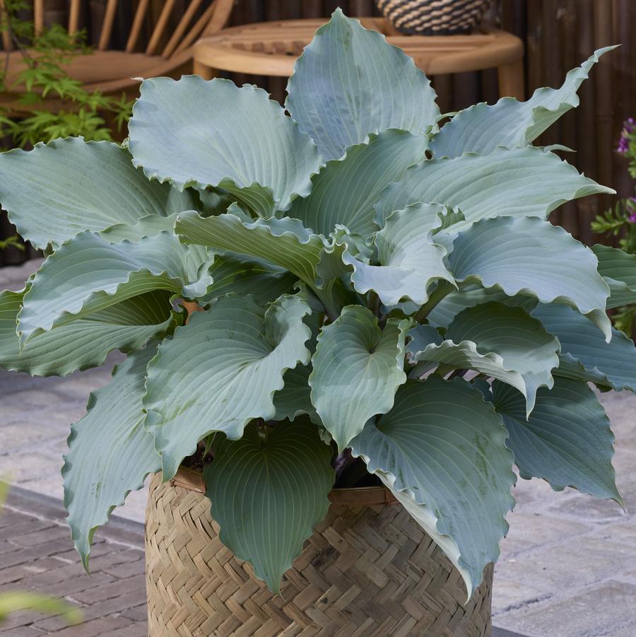 Hosta Skywriter