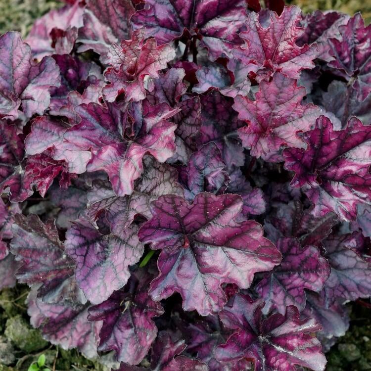Heuchera Indian Summer Mulberry