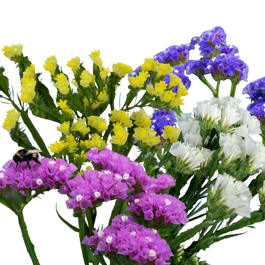 Limonium Hipster™ Mix