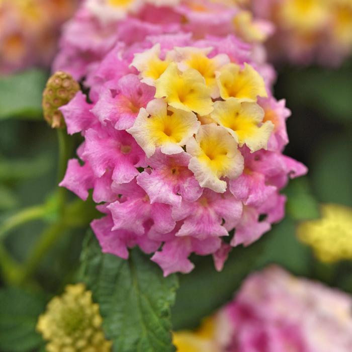 Lantana Shamrock™ Lavender