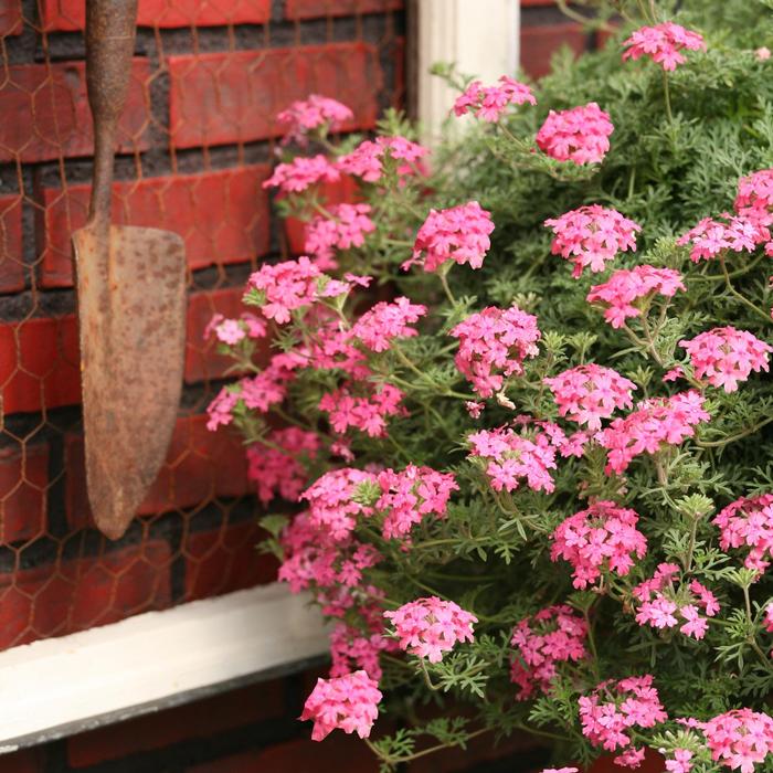 Trailing Verbena Tapien® Pink