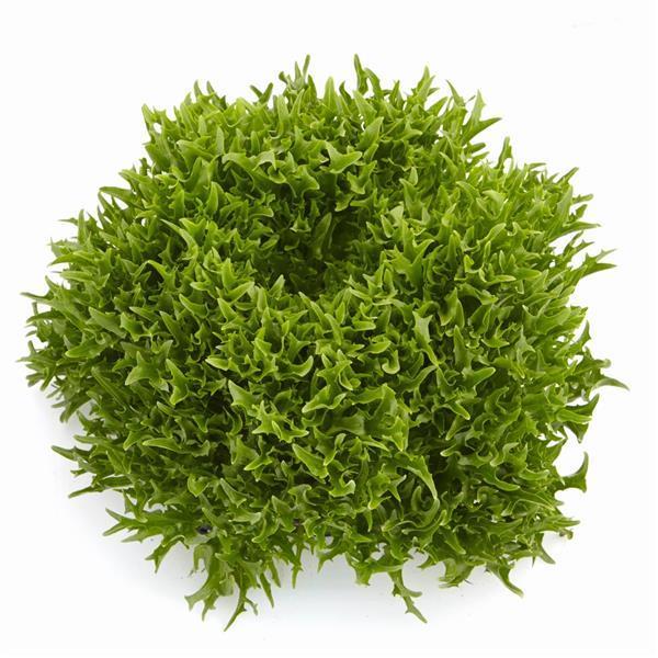 Lettuce Verdagio