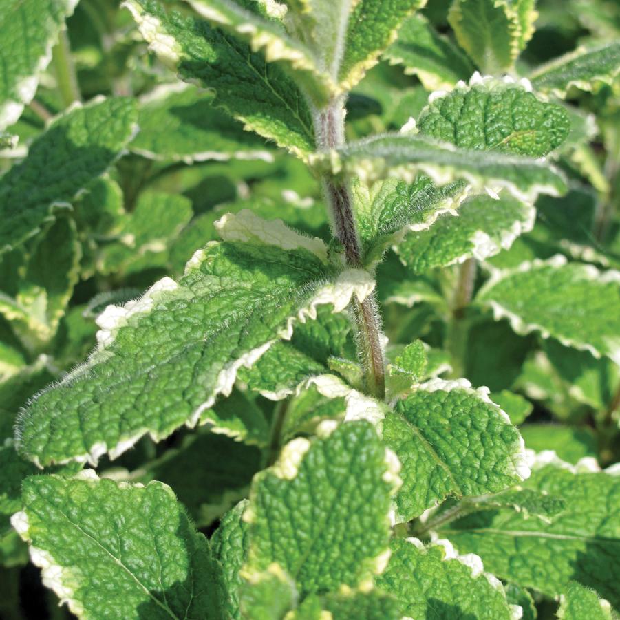 Mint Pineapple