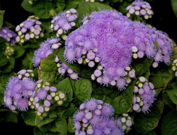 Ageratum Aloha Blue