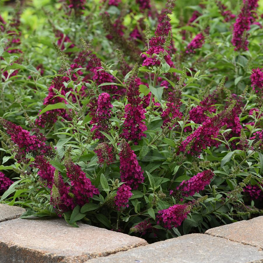 Buddleia davidii Chrysalis™ Cranberry