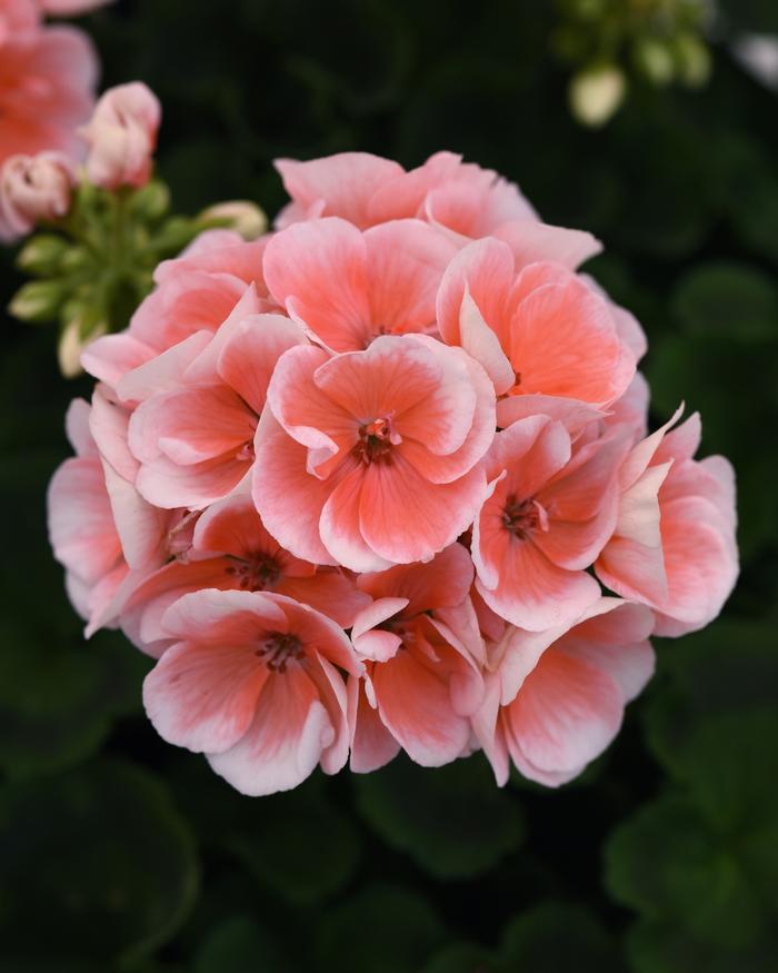 Geranium (Zonal) Sunrise™ Light Salmon