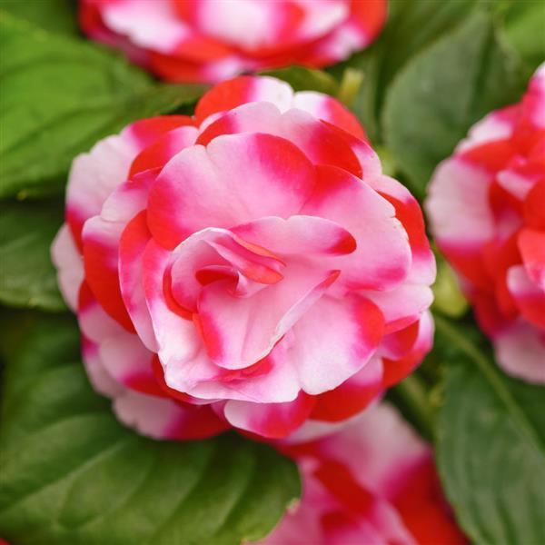 Impatiens Glimmer™ Strawberry Sparkler