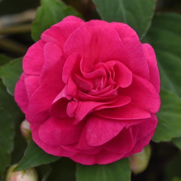Impatiens Glimmer™ Hot Pink