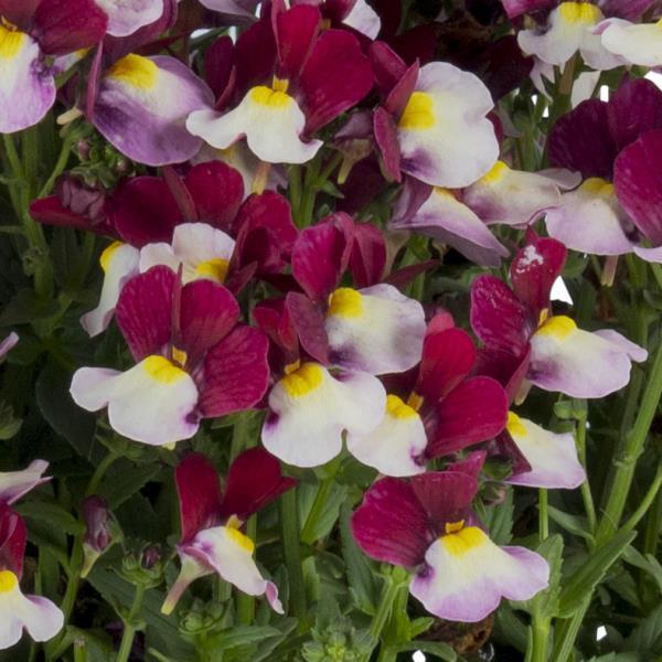 Nemesia Escential™ Cherryberry