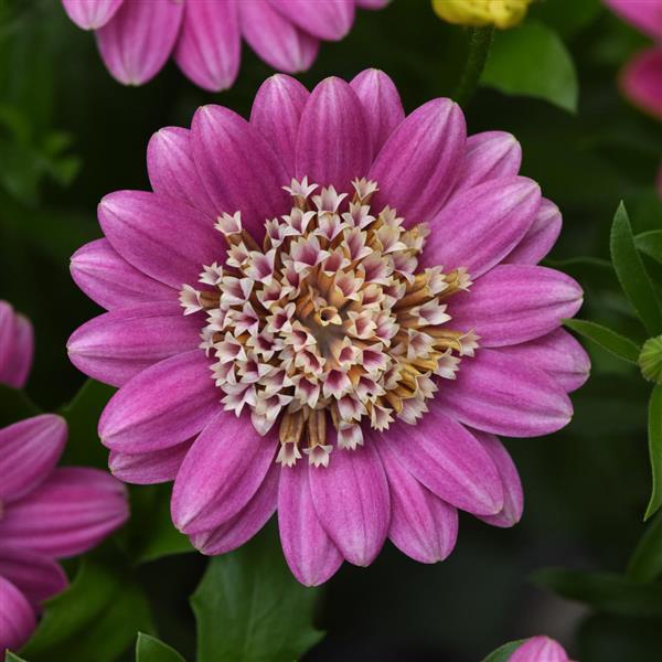 Osteospermum 4D™ Pink Lemonade