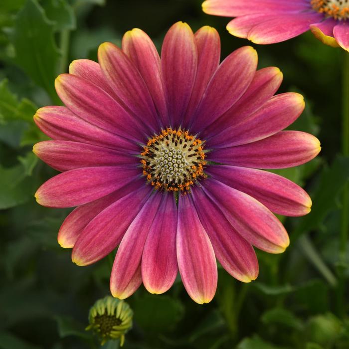 Osteospermum Zion™ Pink Sun