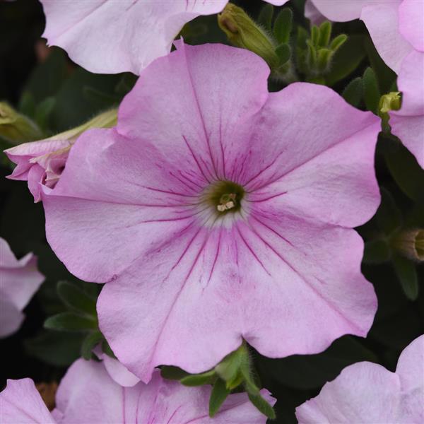 Petunia Easy Wave® Pink Pearl