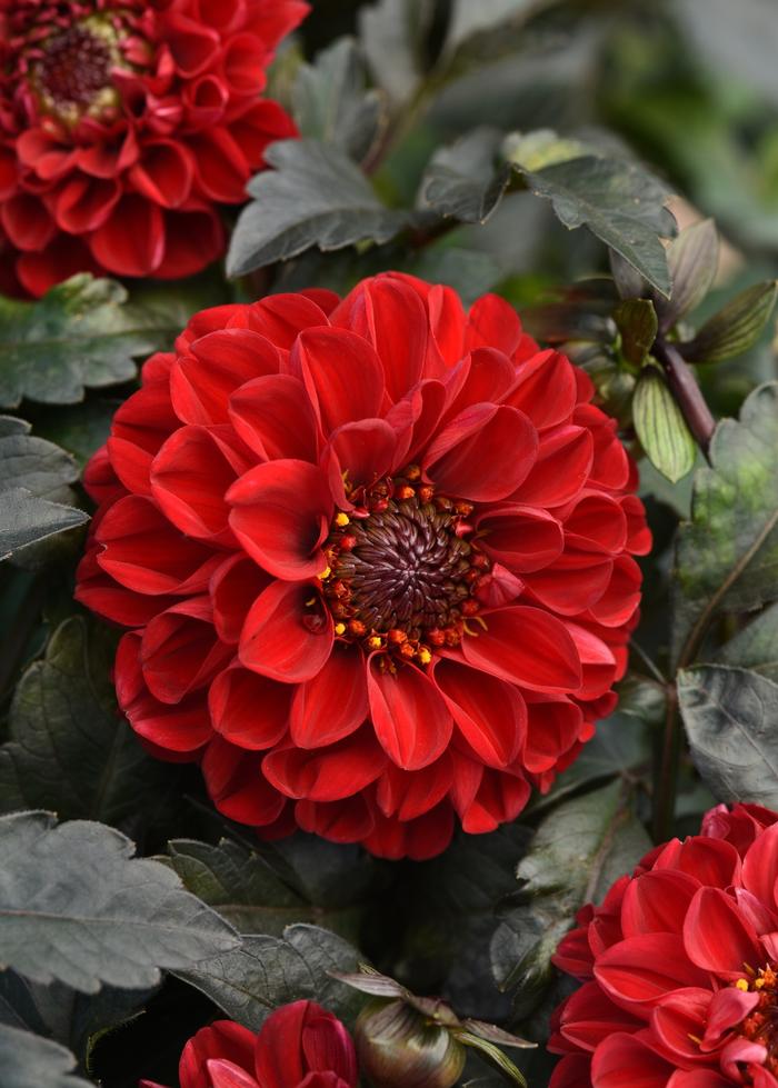 Dahlia City Lights™ Red