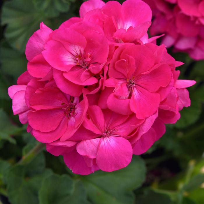 Geranium (Interspecific) Solera™ Watermelon