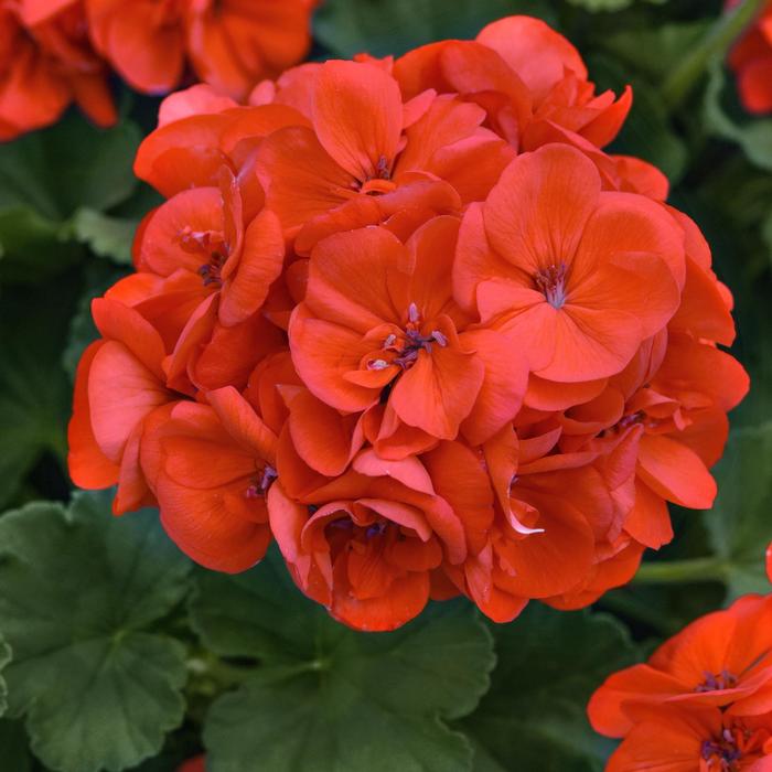 Geranium (Interspecific) Solera™ Orange