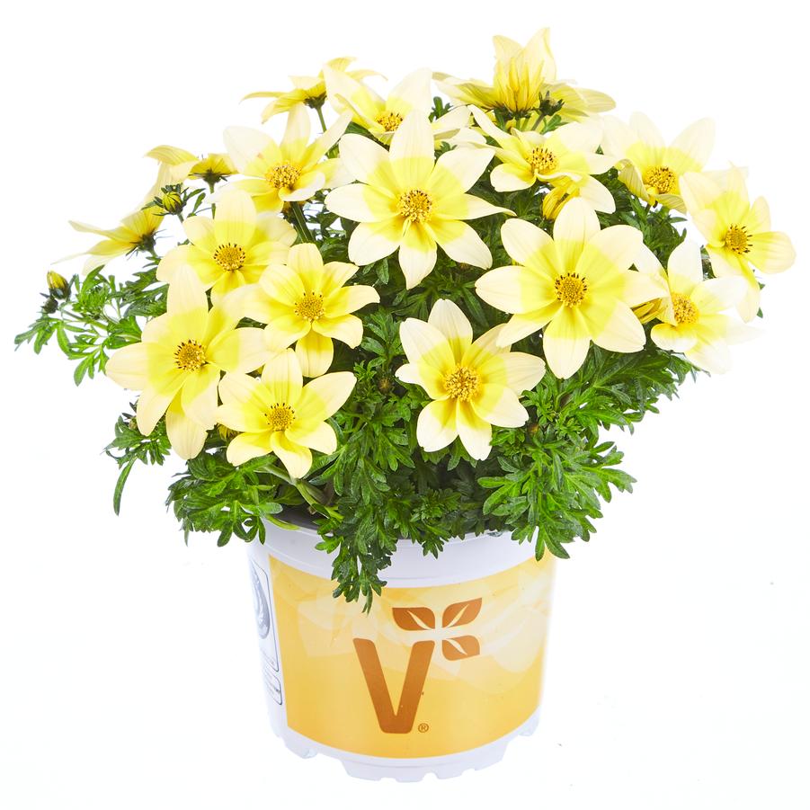 Bidens Sunbird White-Yellow