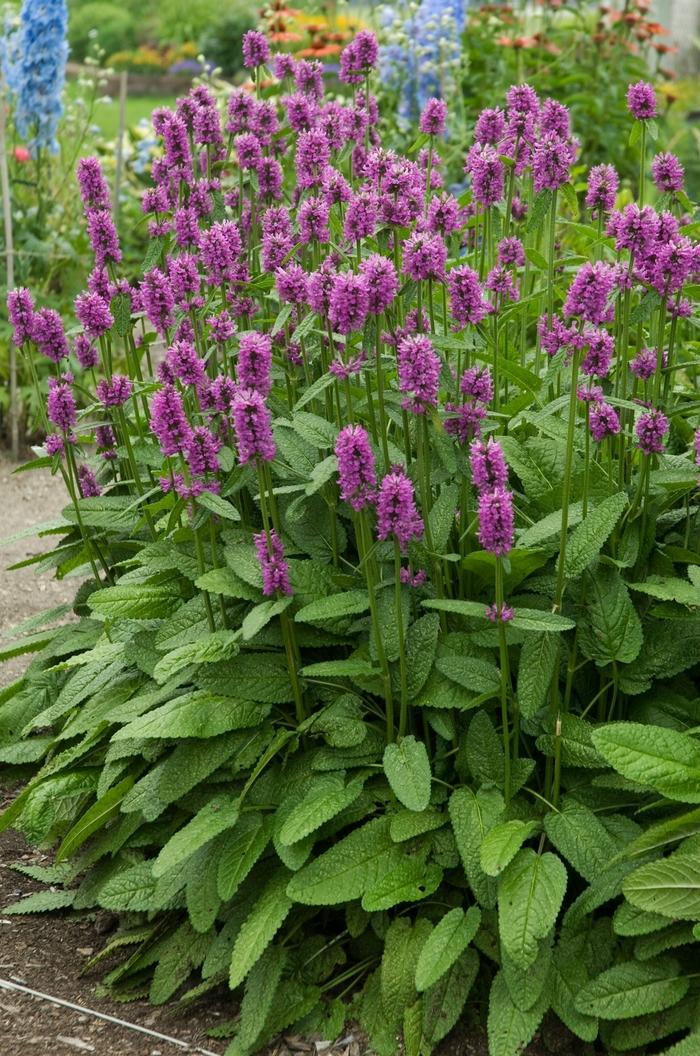 Stilvolle Stachys Monnieri Hummelo Ebenbild