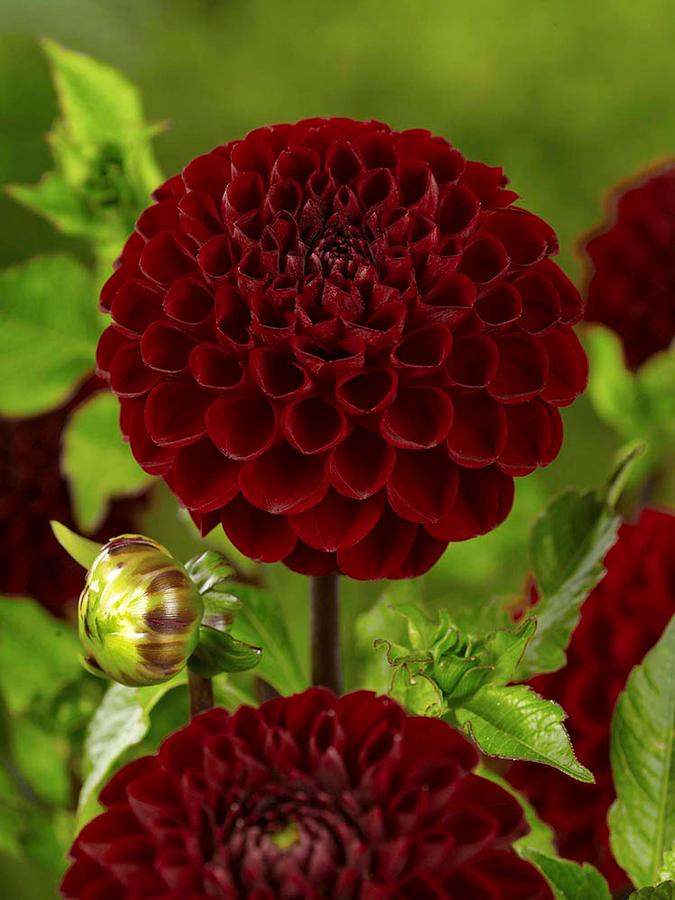 Dahlia Viking