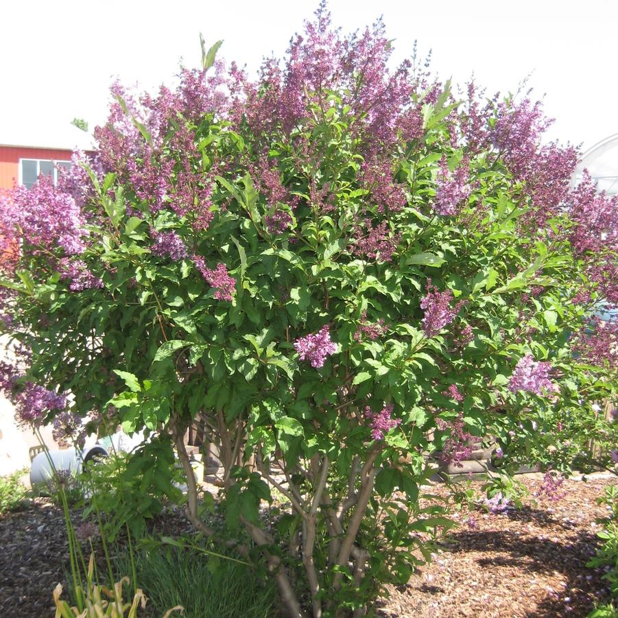 Syringa x josiflexa Royalty