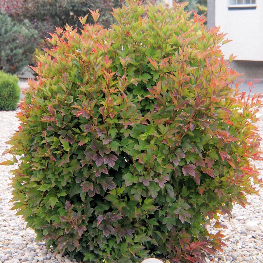 Viburnum trilobum Bailey Compact