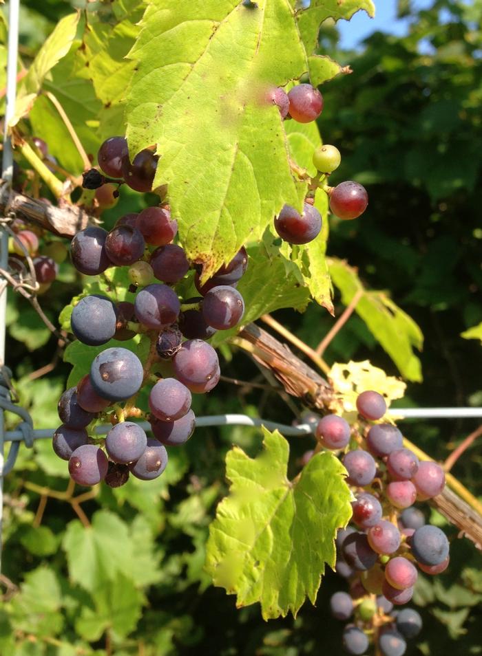 Vitis riparia Valiant