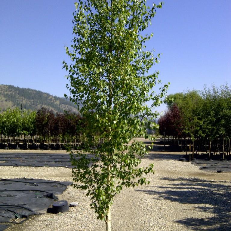 Betula platyphylla Fargo