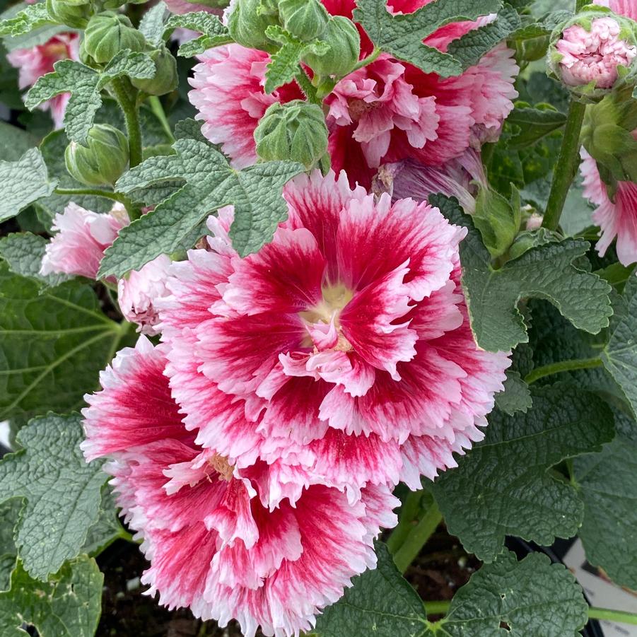 Alcea rosea Fiesta Time