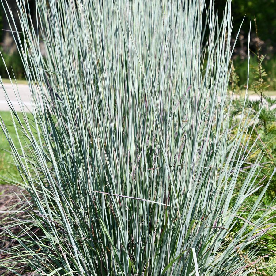 Schizachyrium scoparium Sandhill