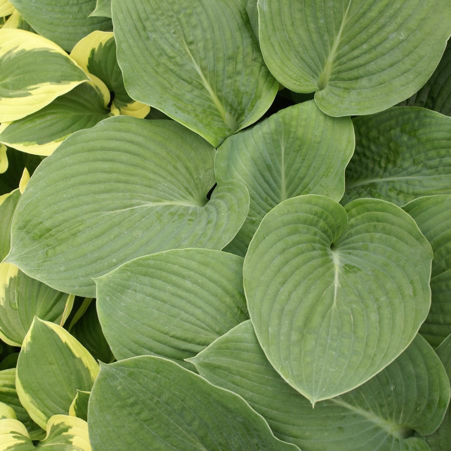 Hosta Bressingham Blue