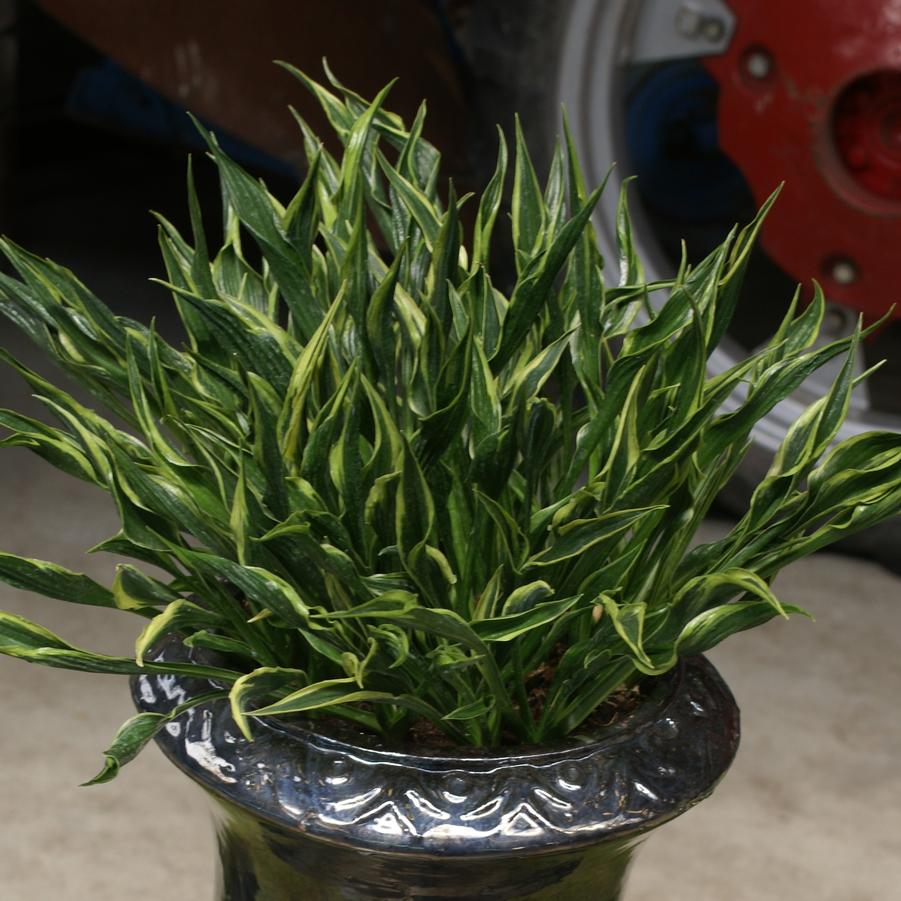 Hosta Hands Up