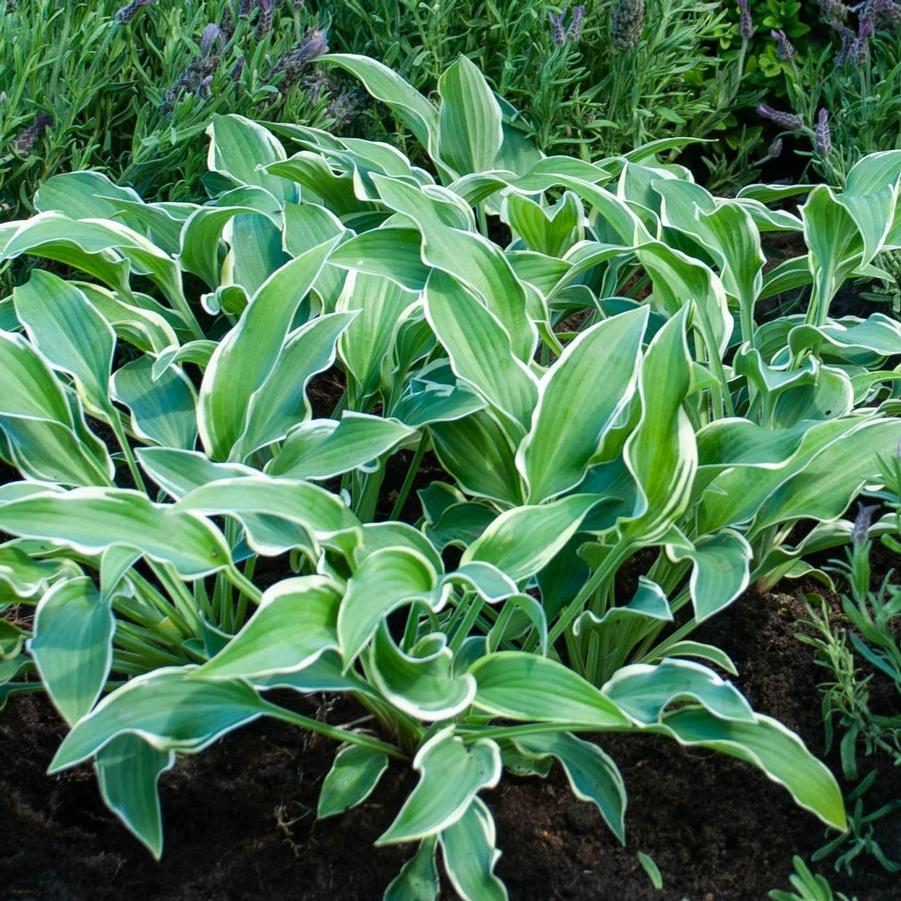 Hosta Libby