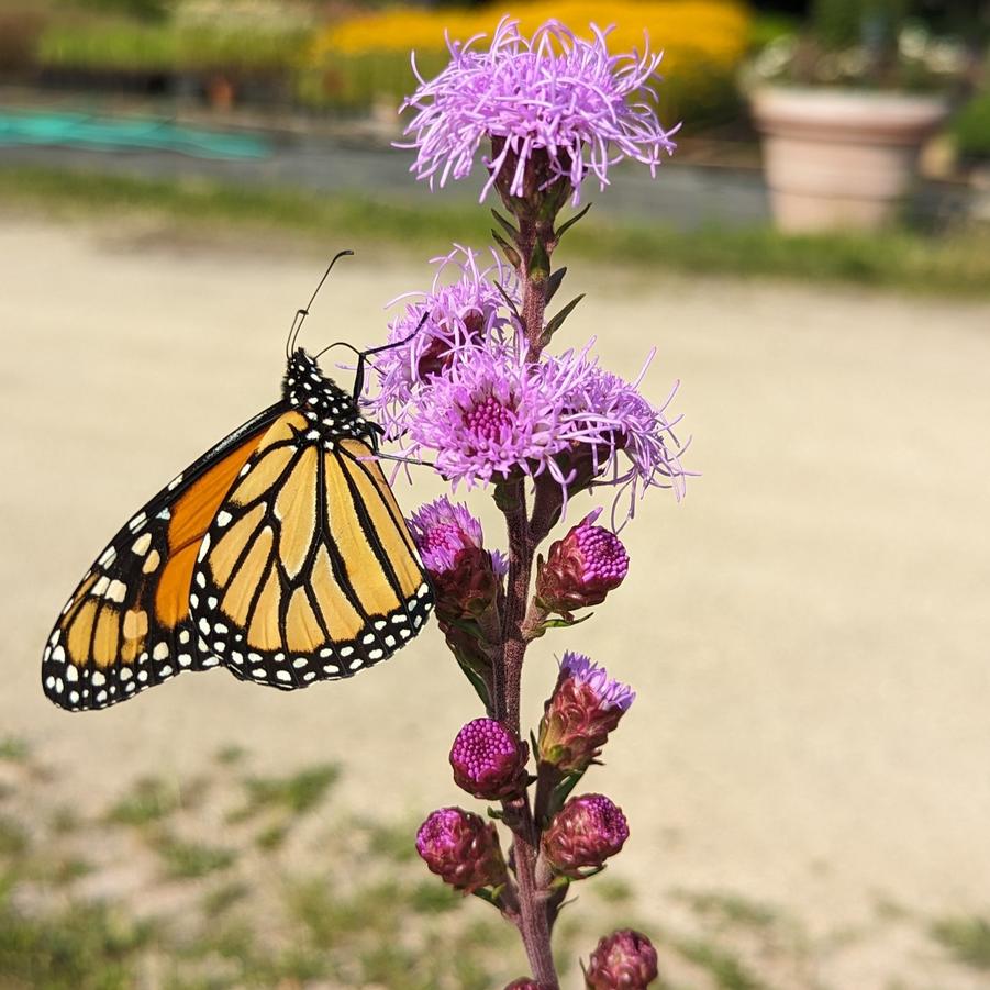 Liatris ligulistylis 