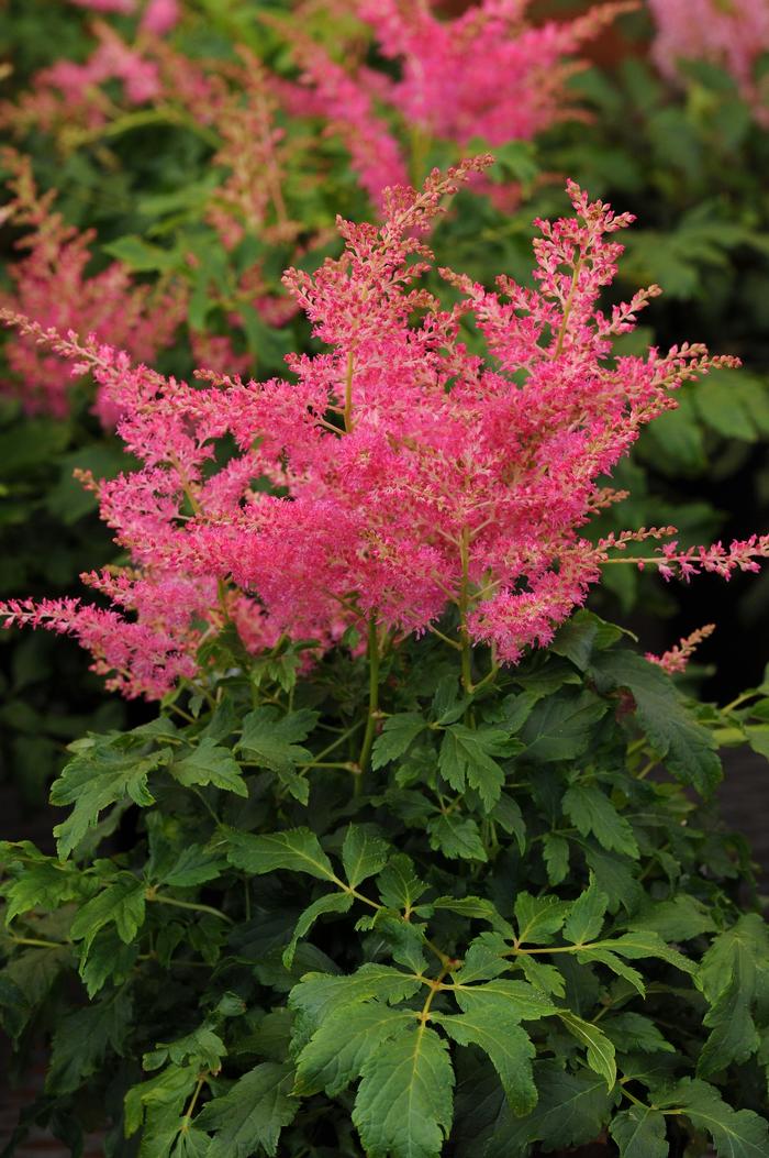 Astilbe japonica Younique™ Cerise