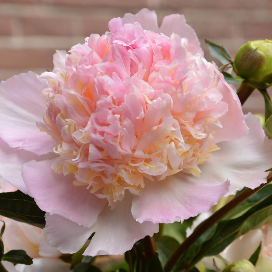 Paeonia Top Brass