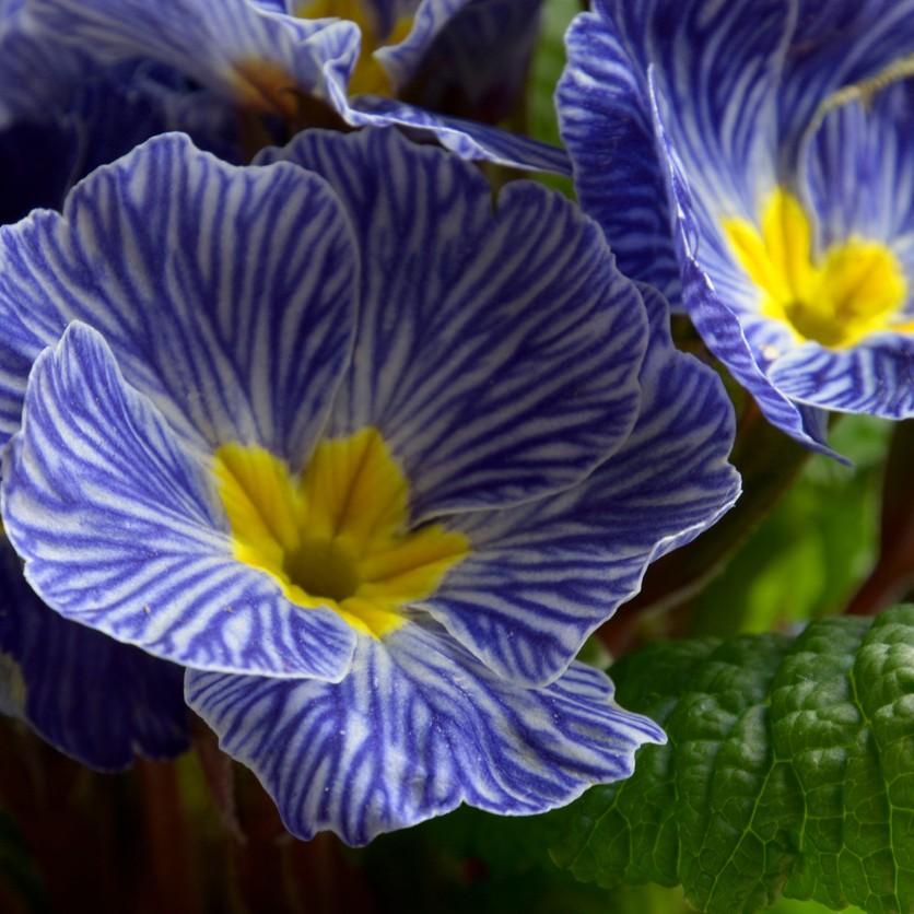 Primula acaulis 