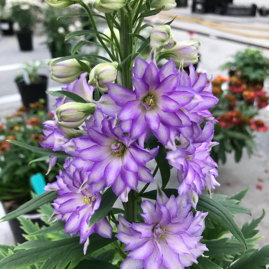 Delphinium Delgenius™ Breezin'