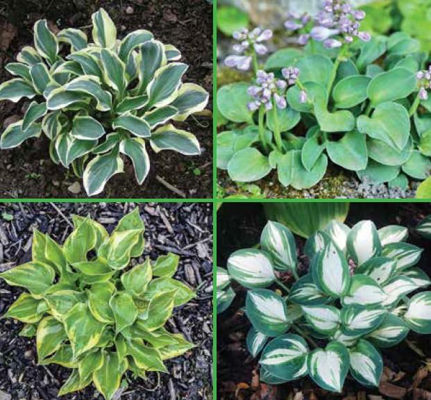 Hosta Mini Hosta Mix