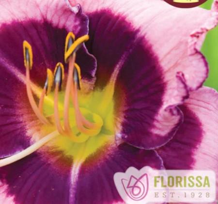 Hemerocallis MacBeth