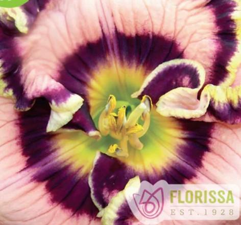 Hemerocallis Vegas Jackpot
