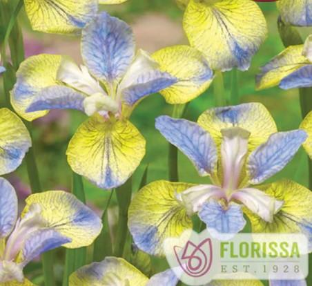 Iris siberica Tipped in Blue