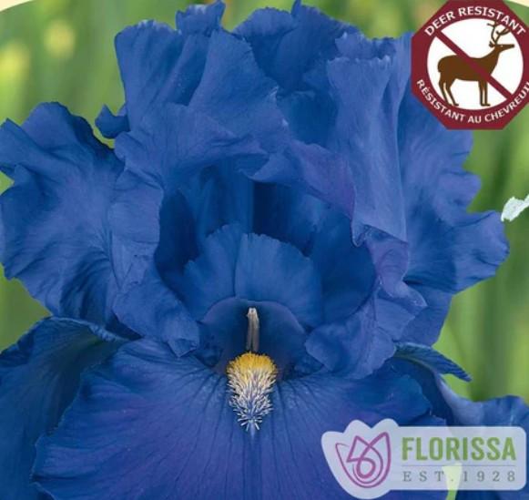 Iris germanica Blue Suede Shoes