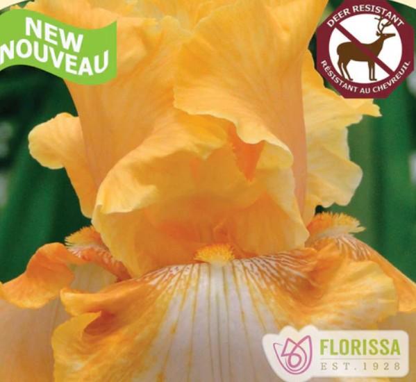Iris germanica Cajun Rhythm