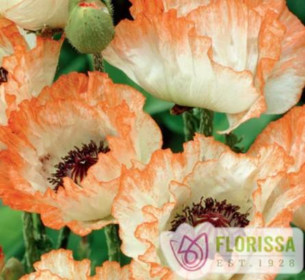 Papaver orientalis Picotee