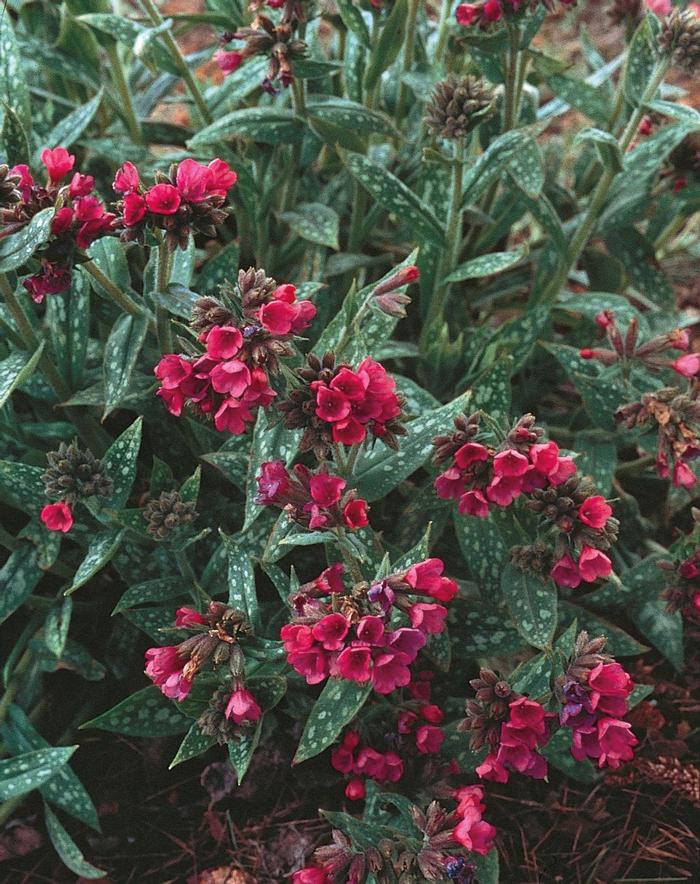 Pulmonaria longifolia Raspberry Splash