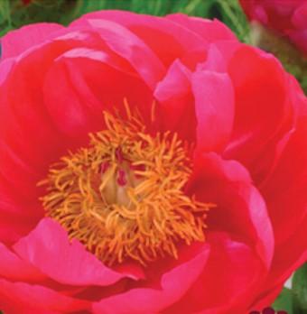 Paeonia Cytherea