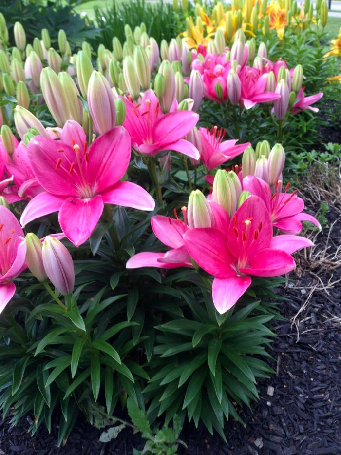 Lilium asiaticum Lily Looks Tiny Toons